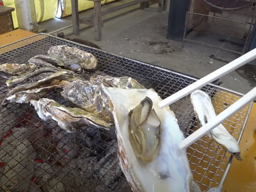 できあがった美味しい牡蠣を食べる