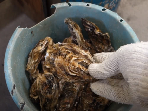 牡蠣がいっぱい入ったバケツ